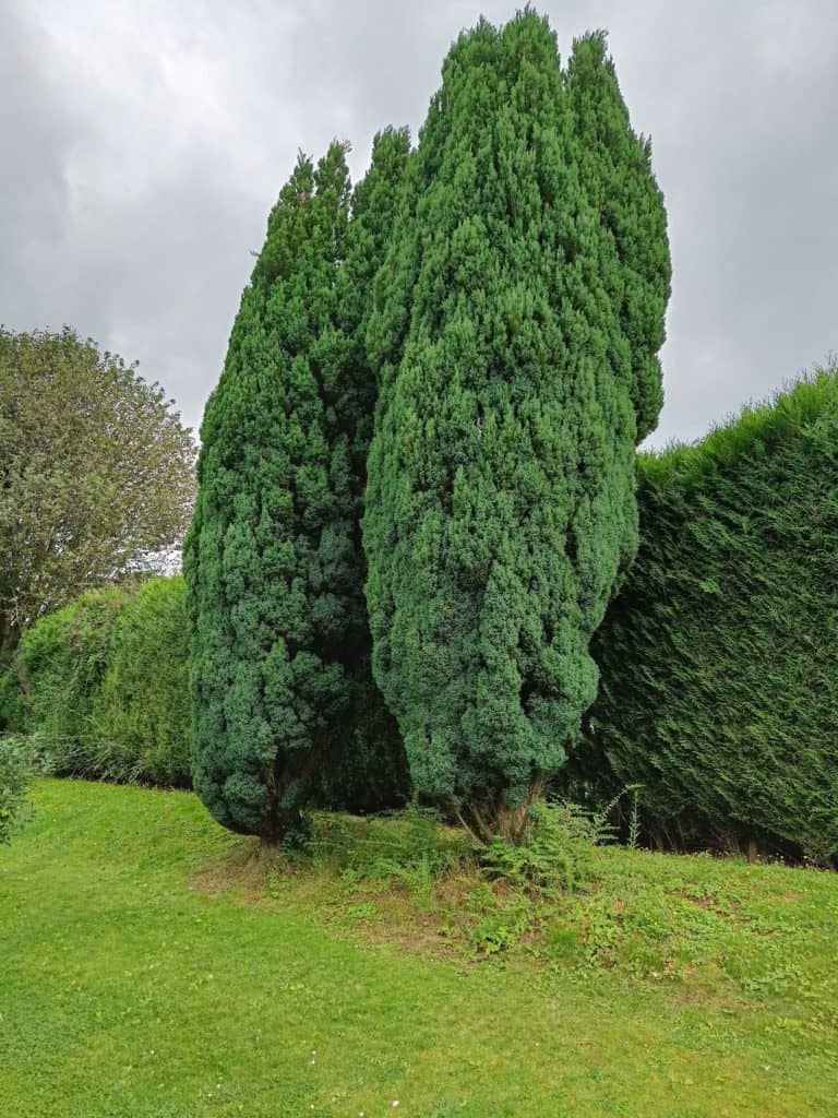 OnePlus Nord 2 : photo des sapins du jardin
